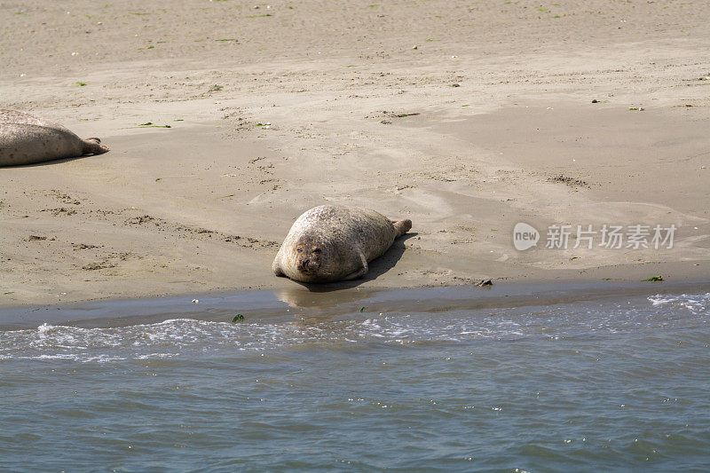 动物收集，一群在沙滩上休息的大海豹在退潮期间，在Oosterschelde, Zeeland，荷兰